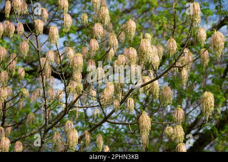 Italy, Lombardy, Box Elder, Acer Negundo, Female Flowers in Spring Stock Photo