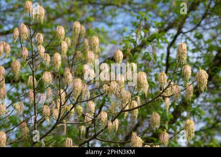 Italy, Lombardy, Box Elder, Acer Negundo, Female Flowers in Spring Stock Photo