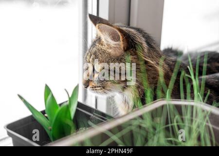 Two cats look out through window at the birds. Domestic cats want to catching bird, attack, scrape the glass. Cute kitty sitting on windowsill. Feline Stock Photo