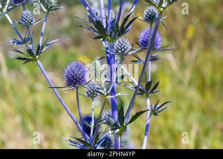 Eryngium Planum Or Blue Sea Holly - Flower Growing On Meadow. Wild Herb Plants. Stock Photo