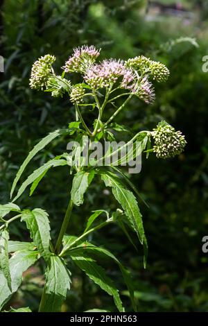 It blooms in the wild hemp agrimony Eupatorium cannabinum. Stock Photo