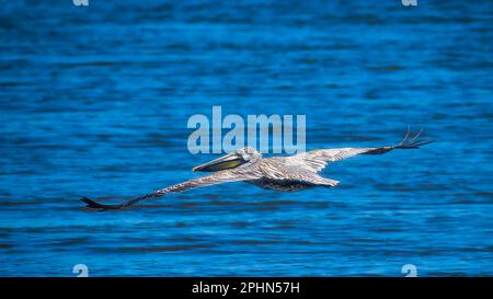 Brown Pelican in flight over the Gulf of Mexico Stock Photo