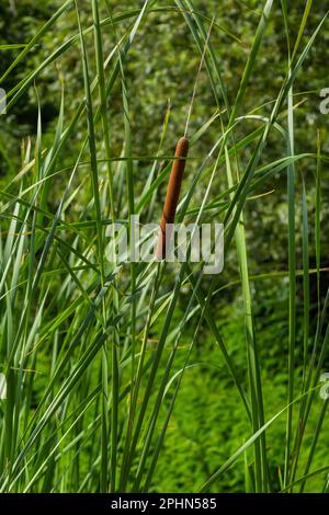 Typha latifolia broadleaf cattail, bulrush, common bulrush, common cattail, great reedmace, cooper's reed, cumbungi is perennial herbaceous plant in g Stock Photo