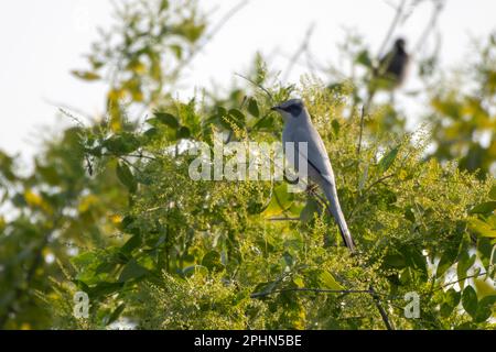 Grey hypocolius or Hypocolius ampelinus observed in Greater Rann of Kutch in Gujarat, India Stock Photo