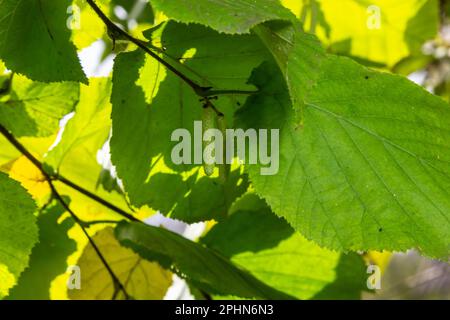 Common hazel Lombardii new leaves - Latin name - Corylus avellana Lombardii. Stock Photo