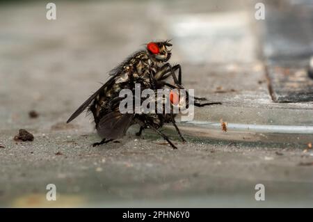 Pair of mating flesh flies Stock Photo