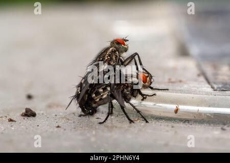 Pair of mating flesh flies Stock Photo