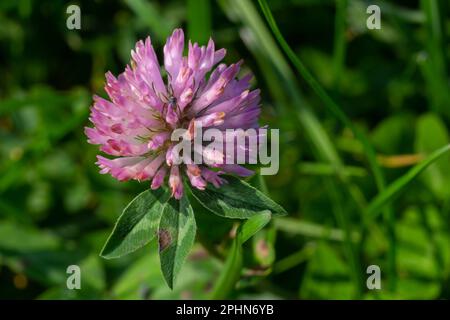 Macro shooting of Clover Trifolium pratense or trefoil flower herbal on blurred nature background in sunshine day at spring or summer season. Stock Photo