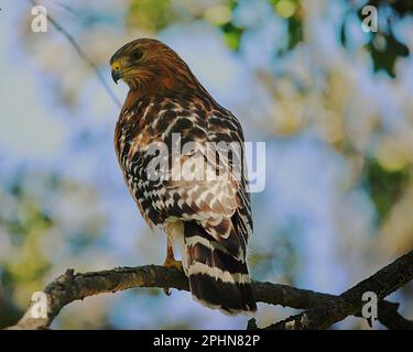 A red-tailed hawk perched atop a tree branch. Stock Photo