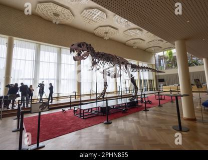 t rex skeleton for sale