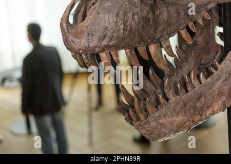 t rex skeleton for sale