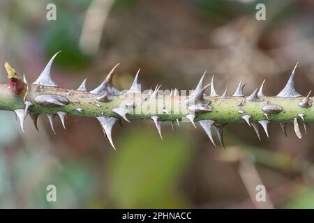 Prickles on wild rose stem, a mechanical plant defence mechanism Stock Photo