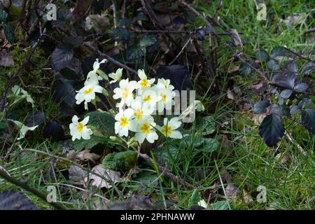 Primroses (Primula vulgaris) in woodland, wildflowers in natural countryside setting flowering during March, England, UK Stock Photo