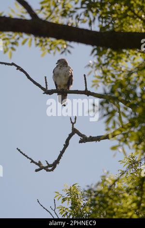 Juvenile Common Buzzard, Buteo Buteo, Wales, UK. Stock Photo