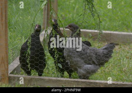 Black Copper and Blue Marian's hens feeding on Fathen, Chenopodium so. Wales, UK. Stock Photo