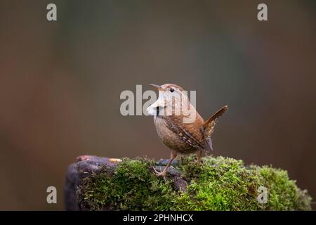 Detailed close up of a wild, UK wren bird (Troglodytes troglodytes) standing isolated on a moss-covered log in natural woodland habitat. Stock Photo