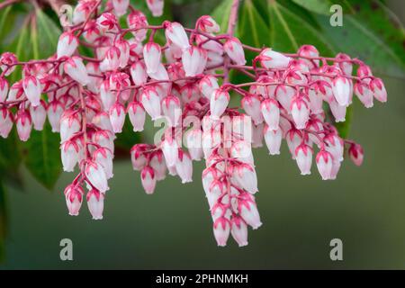 Pieris japonica 'Dorothy Wyckoff' Pieris Bells Flower Plant Early spring Flowers Japanese Pieris Andromeda Blooms March Blossoms Closeup In Bloom Pink Stock Photo