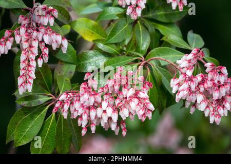 Japanese andromeda, Lily of the Valley Shrub, Japanese Pieris, Evergreen, Shrub Flowering, Pieris japonica Dorothy Wyckoff, Pieris plant, Early spring Stock Photo