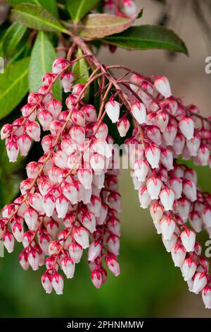 Lily of the Valley Shrub, Pieris 'Dorothy Wyckoff', Pieris japonica, Japanese Andromeda, Close up, Flower Stock Photo