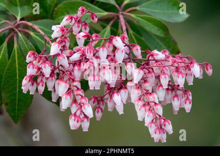 Pieris japonica 'Dorothy Wyckoff', Blooms, Lily of the Valley Shrub, Japanese Pieris Plant Bell-shaped flowers Stock Photo