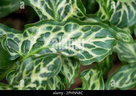 Lords and Ladies, Arum italicum 'Bill Baker', Early spring, Plant, Decorative, Leaves Stock Photo
