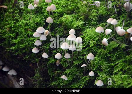 Small White Mushrooms & Green Moss growing on a Dead Tree in Boilton Wood at Brockholes Nature Reserve, Preston, Lancashire, England, UK. Stock Photo