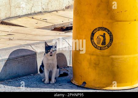 Street Cat Stock Photo