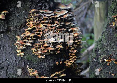 Brown Mica Cap (Coprinellus Micaceus) Mushrooms growing on a Dead Tree in Boilton Wood at Brockholes Nature Reserve, Preston, Lancashire, England, UK. Stock Photo