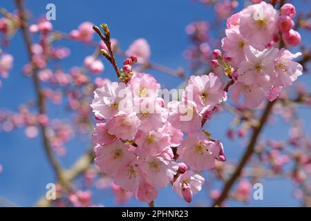 Cherry tree, Prunus serrulata 'Accolade' in flower. Stock Photo
