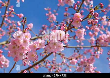 Cherry tree, Prunus serrulata 'Accolade' in flower. Stock Photo
