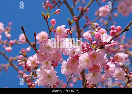 Cherry tree, Prunus serrulata 'Accolade' in flower. Stock Photo