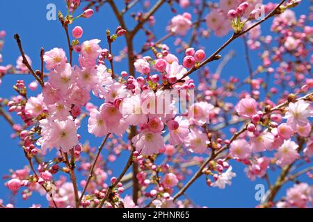 Cherry tree, Prunus serrulata 'Accolade' in flower. Stock Photo
