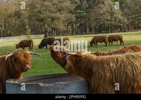 Three Highland Cattle with long brown shaggy fur and thin horizontal horns stood around a concrete drinking container. Stock Photo