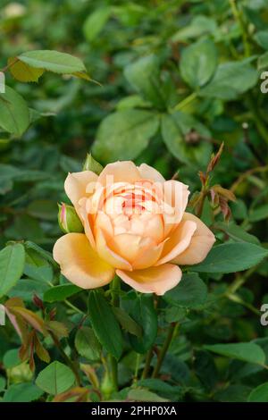 Rosa Lady of Shalott, rose Lady of Shalott, rosa Ausnyson, shrub rose, Stock Photo
