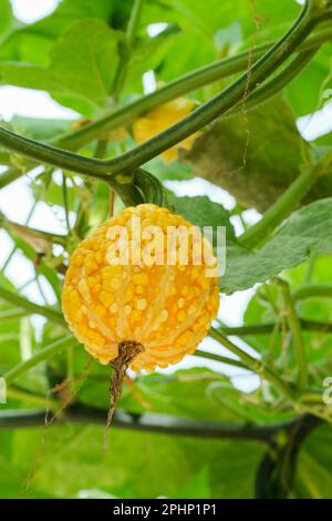 Field Pumpkin Gremlin, Cucurbita pepo gremlins mixed, small to medium-sized vibrantly coloured gourds with warts Stock Photo