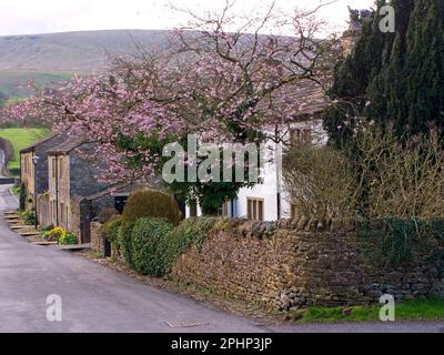 Downham, Lancashire - Historic County Palatine, United Kingdom, White Cottage with Flowering Cherry Tree in front garden Stock Photo