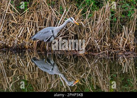 Grey heron (Ardea cinerea) fishing in shallow water of stream in early spring Stock Photo