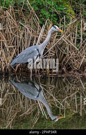 Grey heron (Ardea cinerea) fishing in shallow water of stream in early spring Stock Photo