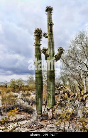 The Sonora desert and San Tan Mountains in central Arizona USA Stock Photo