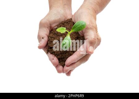 Horizontal shot of a woman’s hands holding a young squash sprout in potting soil.  White background with copy space. Stock Photo