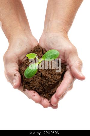 Vertical shot of a woman’s hands holding a young squash sprout isolated on white with copy space. Stock Photo