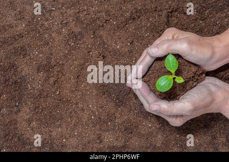 Horizontal shot looking down at a woman’s hands transplanting a young squash plant in soil.  Copy space. Stock Photo