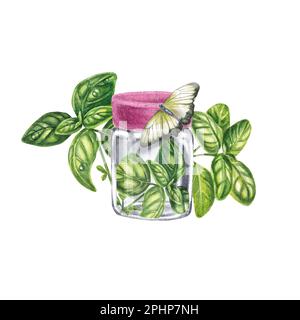 Basil green in a jar on a white background. Dried basil , seasoning for dishes. Watercolor illustration of Provencal herbs of the Marjoram are suitabl Stock Photo