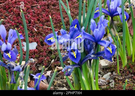Iris Harmony, Sedum album 'Coral Carpet' background, Rockery, Garden, Early spring, Iris reticulata 'Harmony', Dwarf iris, Flower, Alpine, Plant Stock Photo