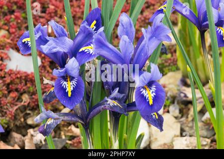 Iris reticulata, Harmony, Iris, Dwarf, Plant, Rock garden, Spring Stock Photo