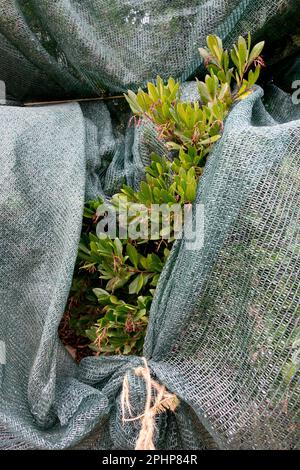 Winter protection, Arbutus unedo Stock Photo