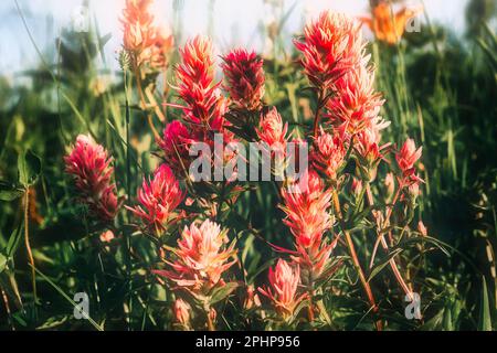 A small bush of pink Indian Paintbrush flowers surrounded by greenery blossoming in the wild in summer Stock Photo