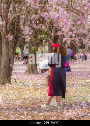 Back view of Asian woman with friend use camera to take a picture of the scenery of beautiful pink trumpet tree blooming and falling on ground like th Stock Photo