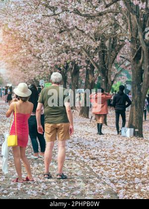 Back view of Happiness lover walk together with scenery of beautiful pink trumpet tree blooming and falling on ground like pink road. Couple with beau Stock Photo