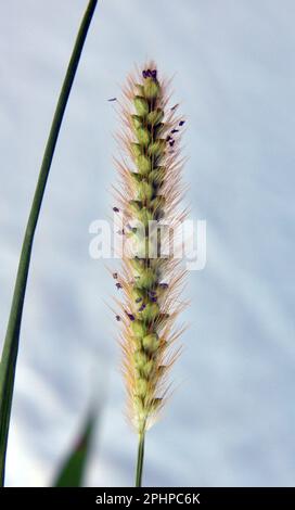 Setaria grows in the field in nature. Stock Photo